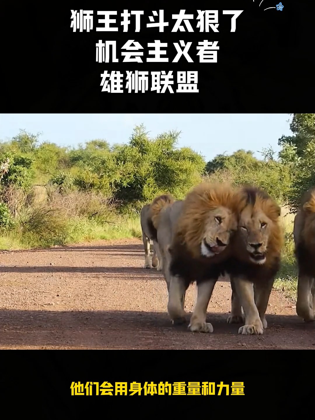 开云体育官方入口-关于雄狮队击败对手，赢得关键胜利的信息